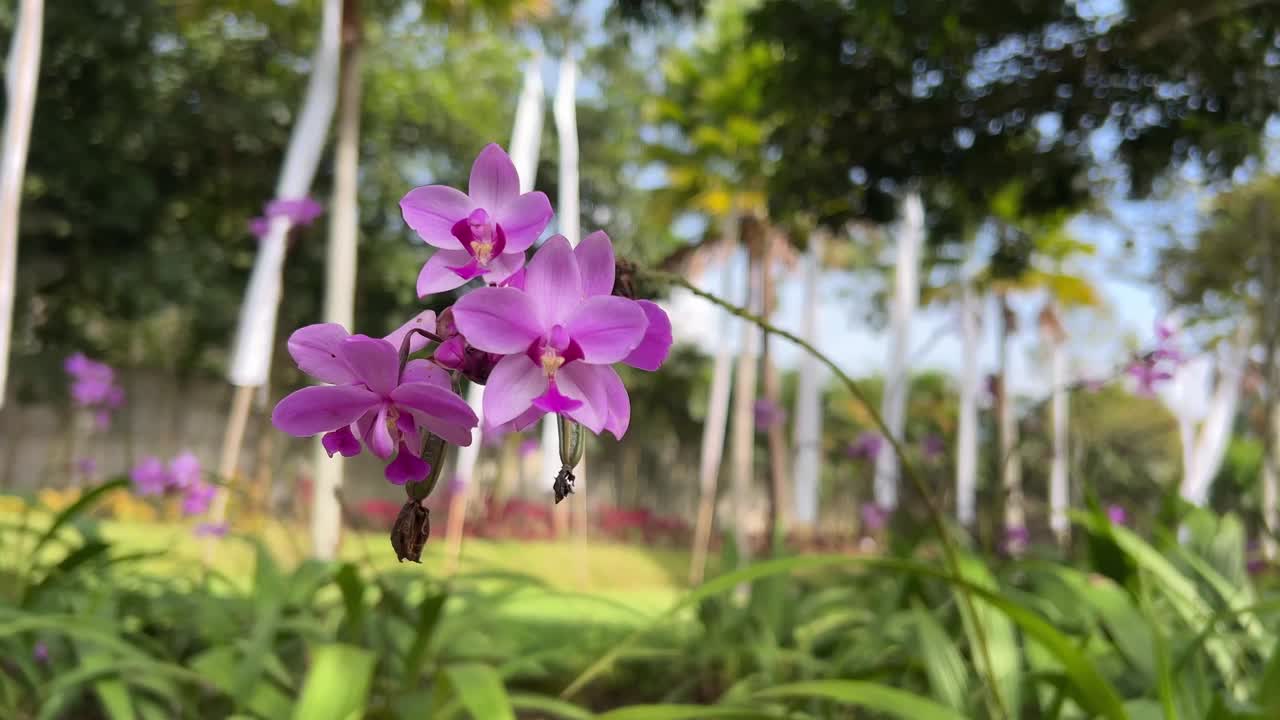 花园里的花视频下载