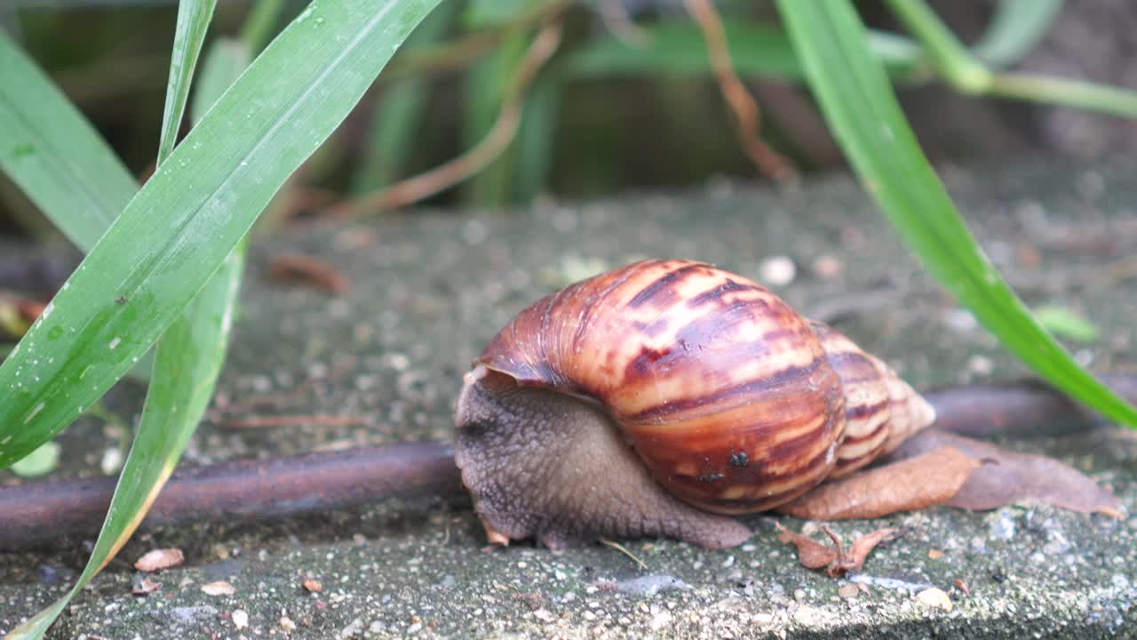 蜗牛视频素材