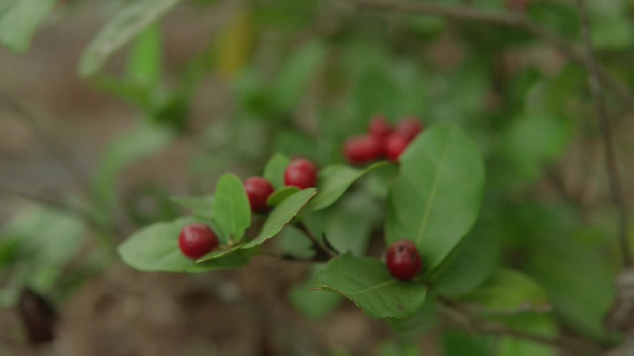 户外绿叶树枝上的红色浆果特写视频素材