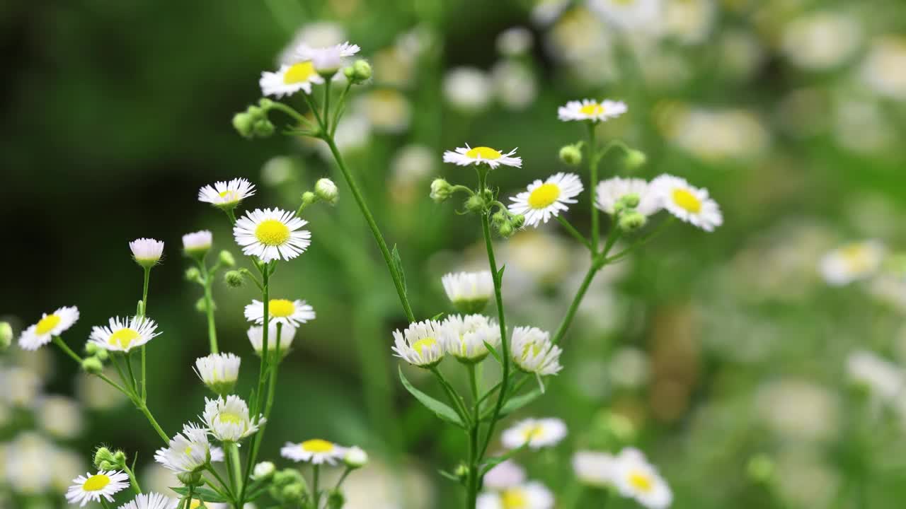 令人惊叹和美丽的野花盛开，展示大自然充满活力的色彩视频素材