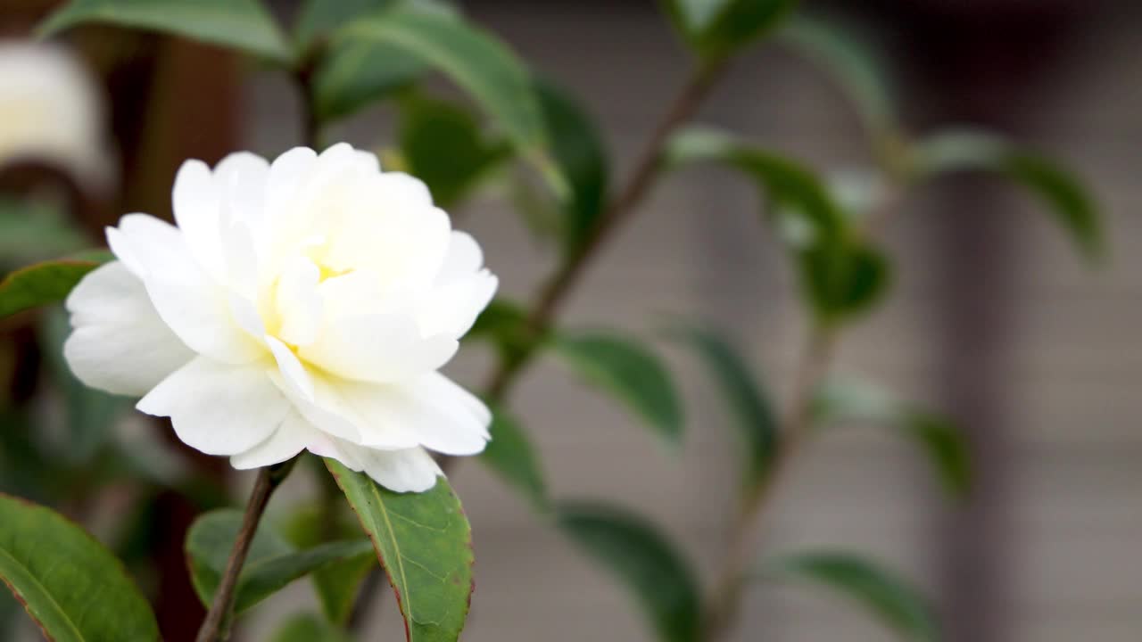 盛开的白色山茶花视频素材