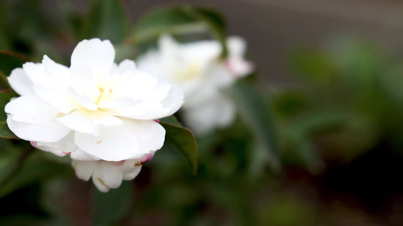 盛开的萨桑夸山茶花在墨尔本视频素材