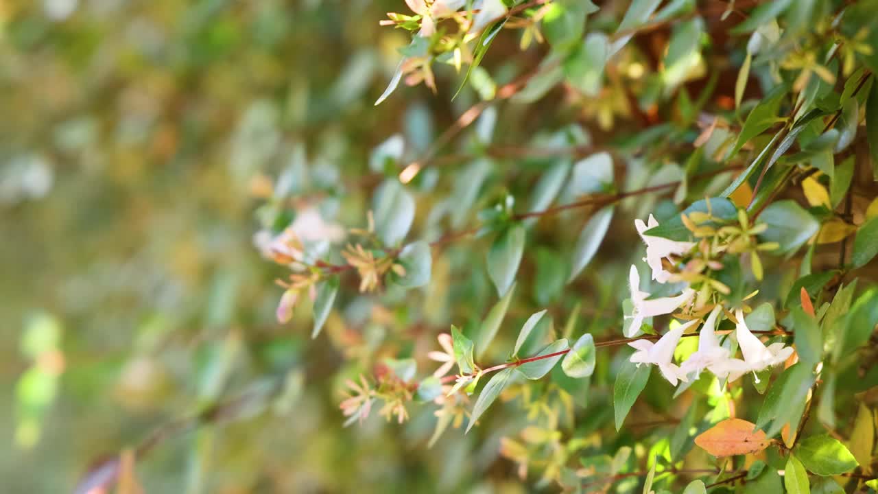 背景模糊的花朵视频素材