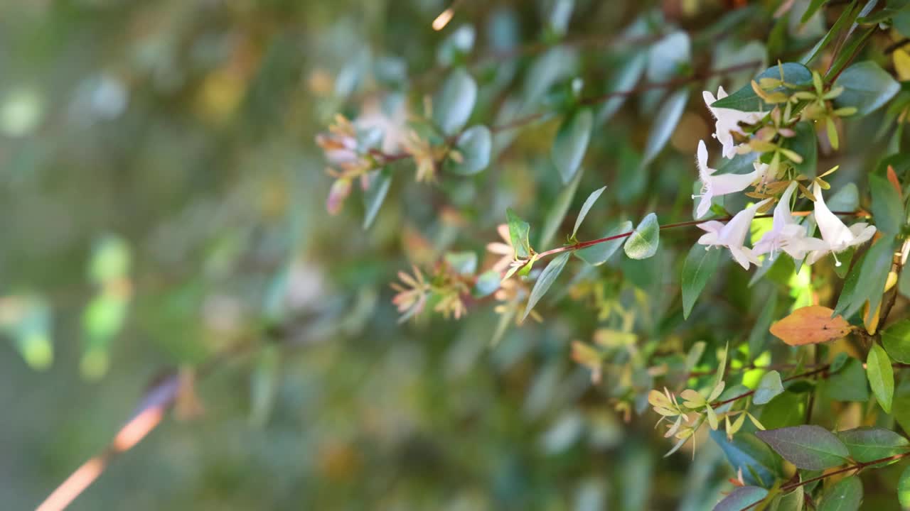 墨尔本花园中的开花植物视频素材