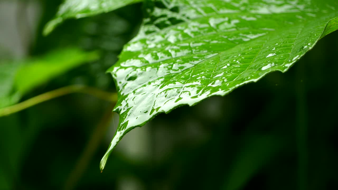 雨落在树叶上视频素材