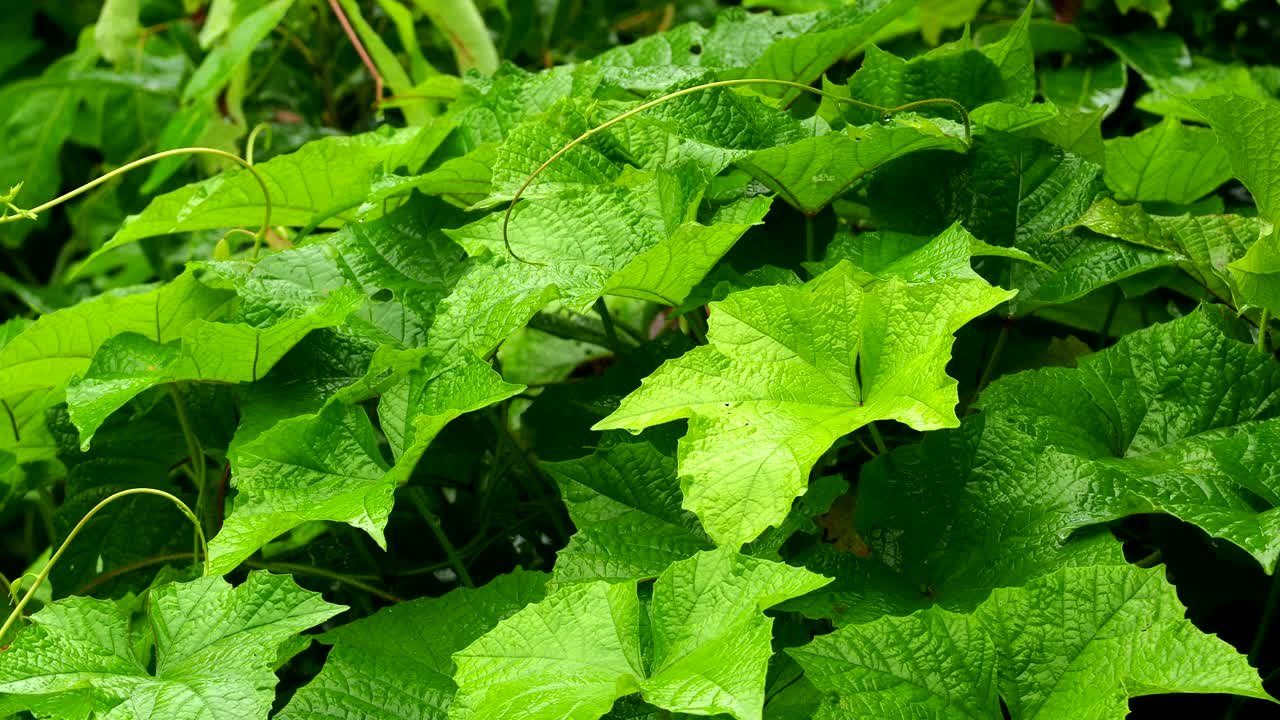 雨落在树叶上视频素材