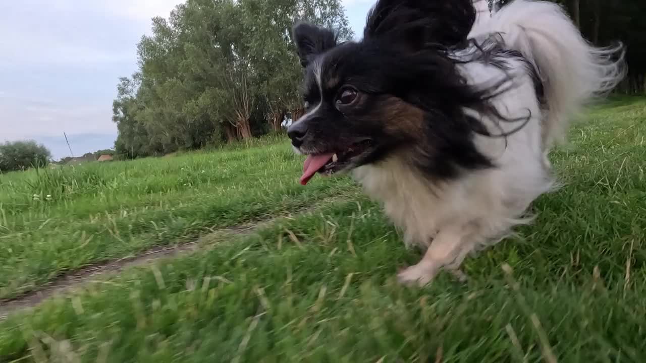 在晚霞中，迷人的女人和顽皮的蝴蝶犬漫步在公园里视频素材