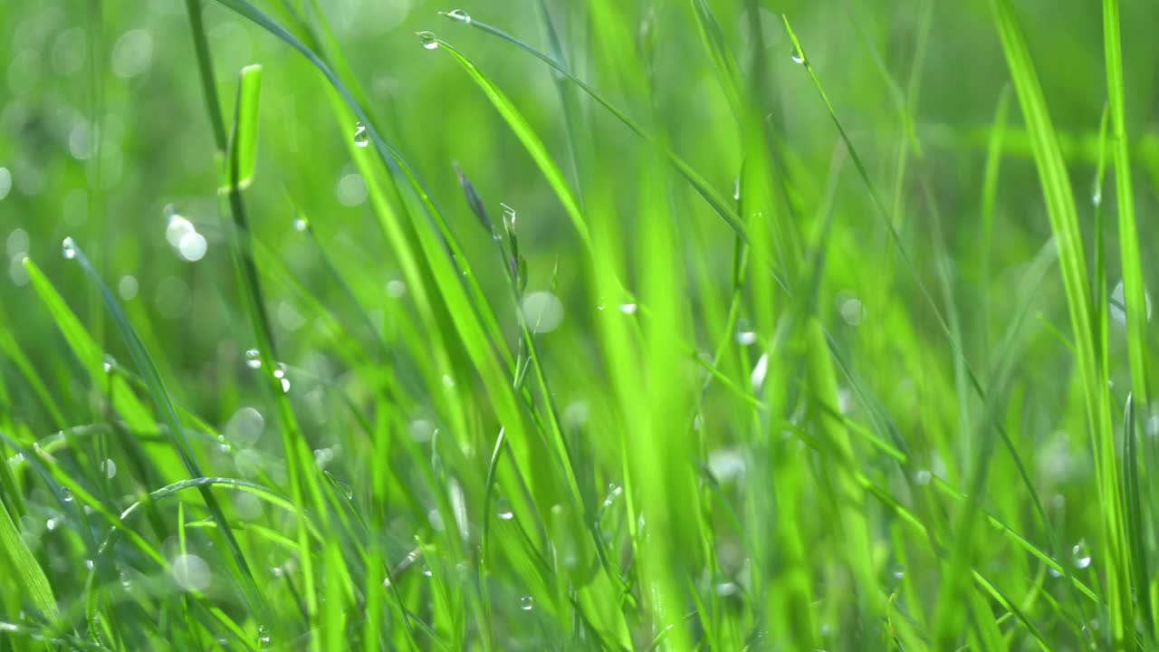 清晨阳光下露珠草的特写，4K慢动作60fps视频素材