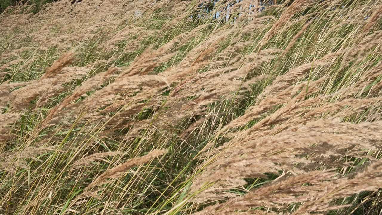 黄草随风飘动视频素材