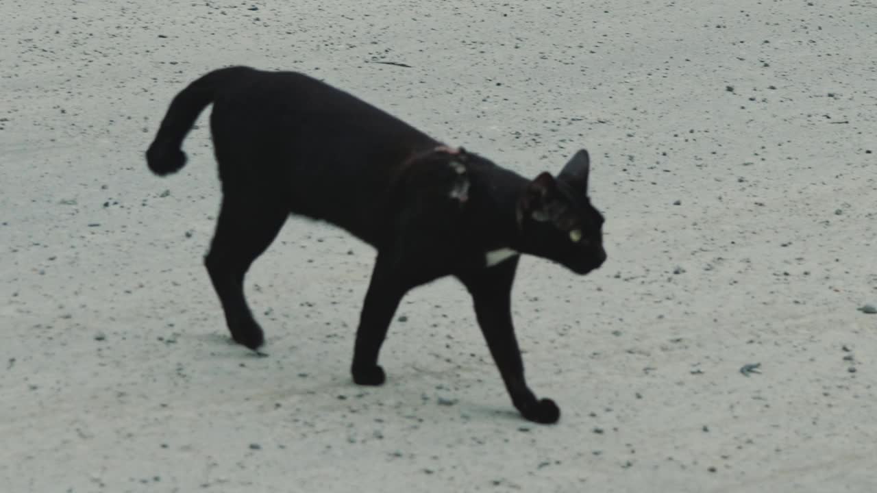 流浪的黑猫走着，望着别处视频素材