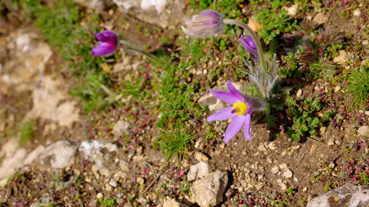 近距离拍摄生长中的百合花植物视频素材