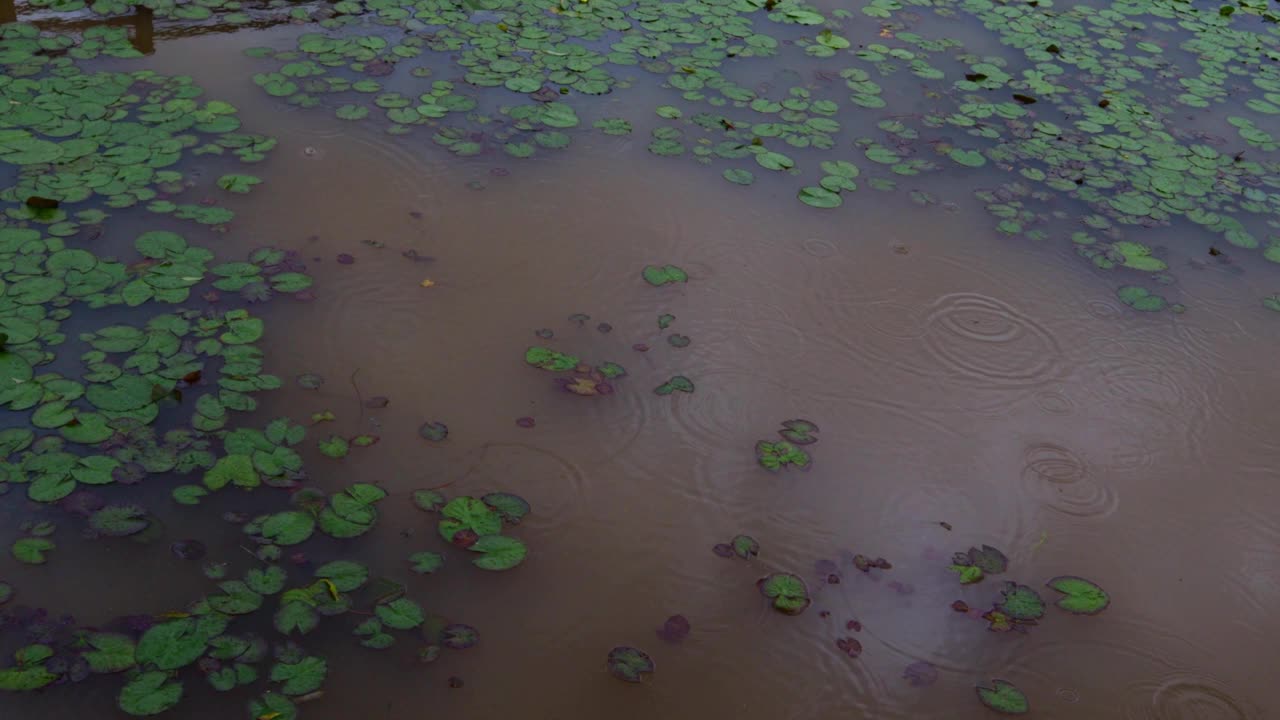 雨滴落在满是荷叶的池塘上视频素材