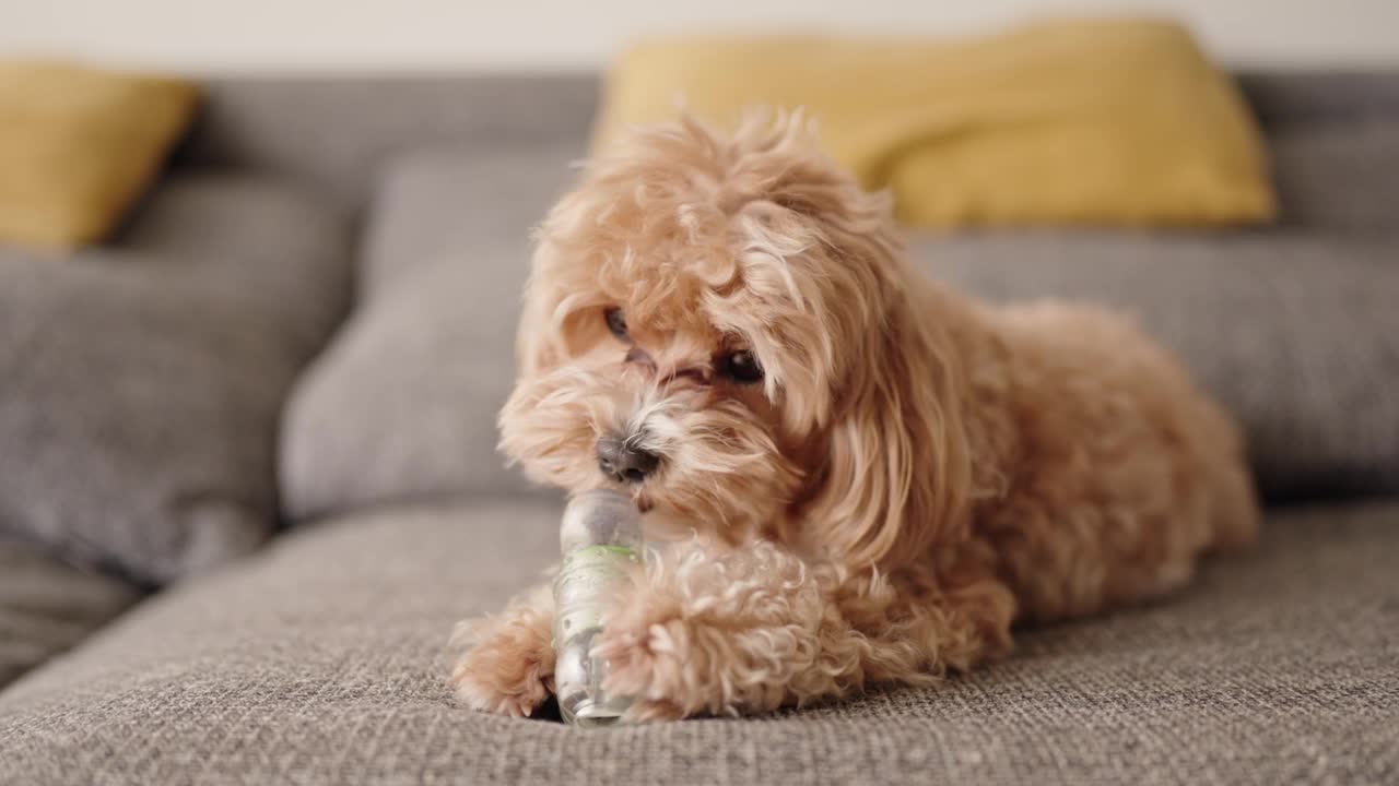 狗狗玩食物分配玩具的特写视频素材