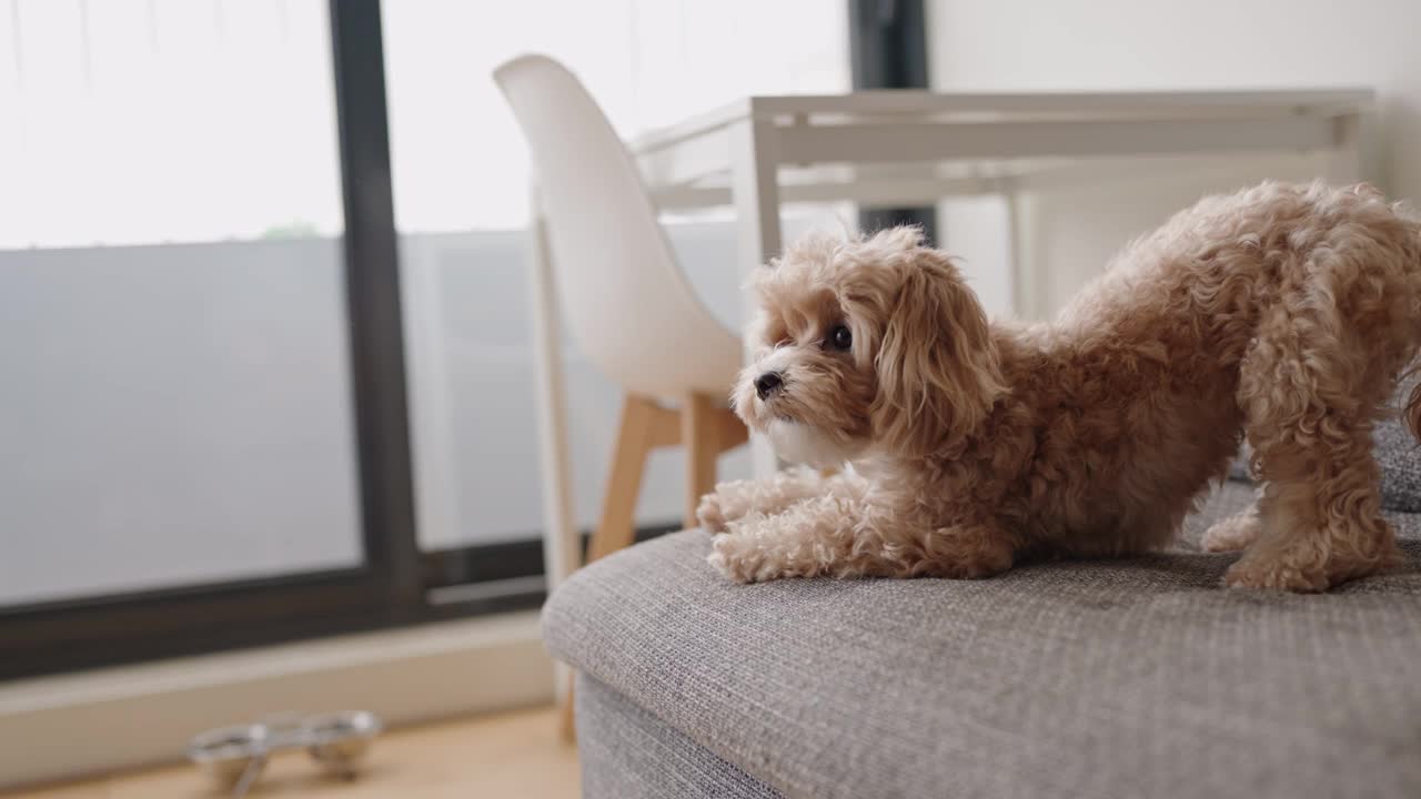 温顺的卷毛狗在家里的沙发上放松视频素材