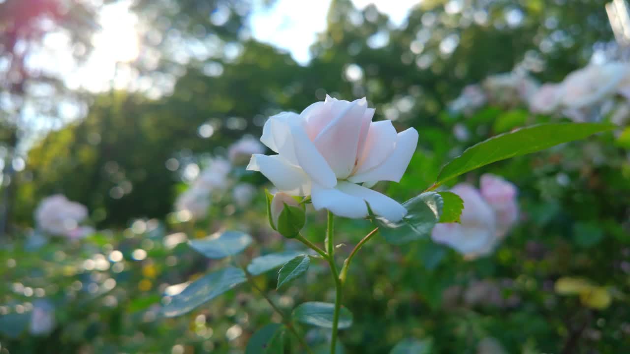 阳光明媚的花园中盛开的白玫瑰的特写视频素材