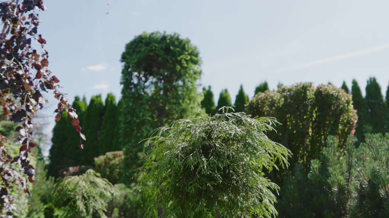 郁郁葱葱的绿树在一个阳光明媚的后院花园视频素材