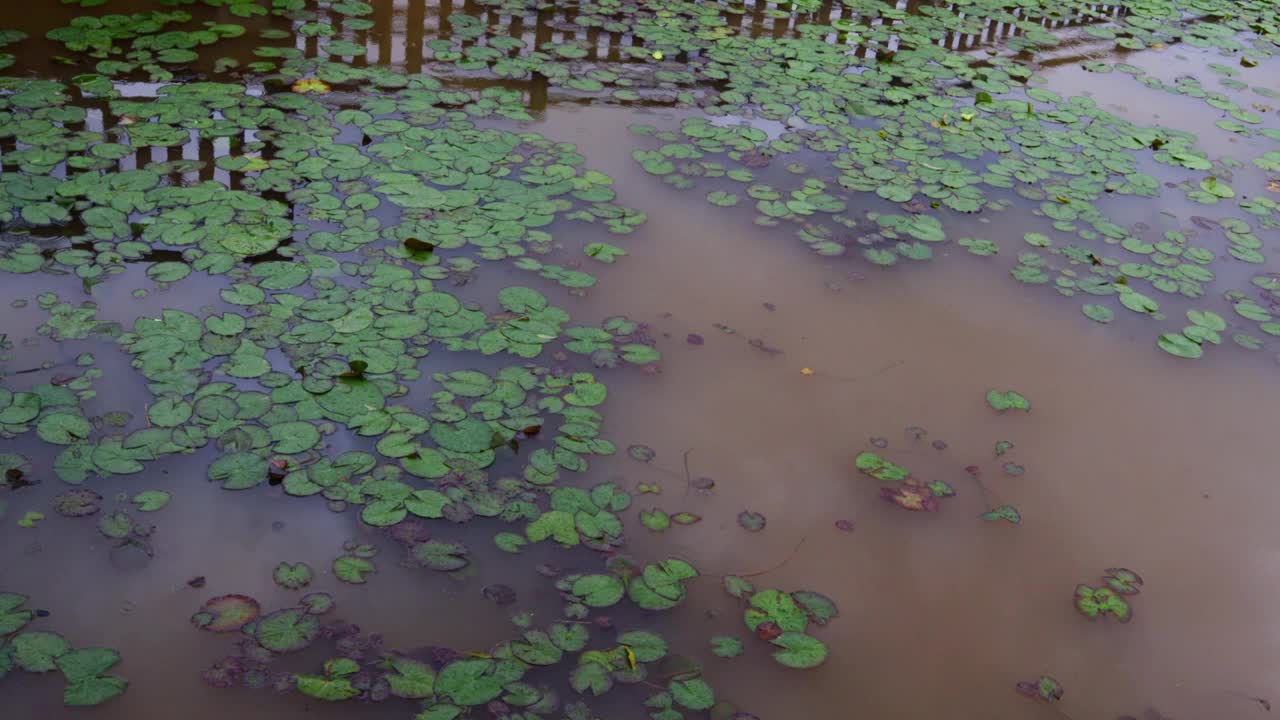 荷叶浮在浑浊的池水上。视频素材