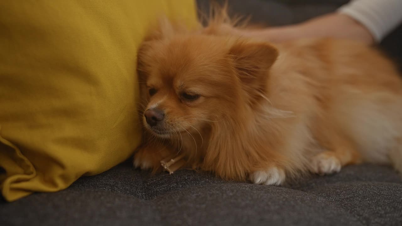 在舒适的客厅里，一只波美拉尼亚狗躺在灰色的沙发上休息，一个女人的手抚摸着它的部分景色。视频素材