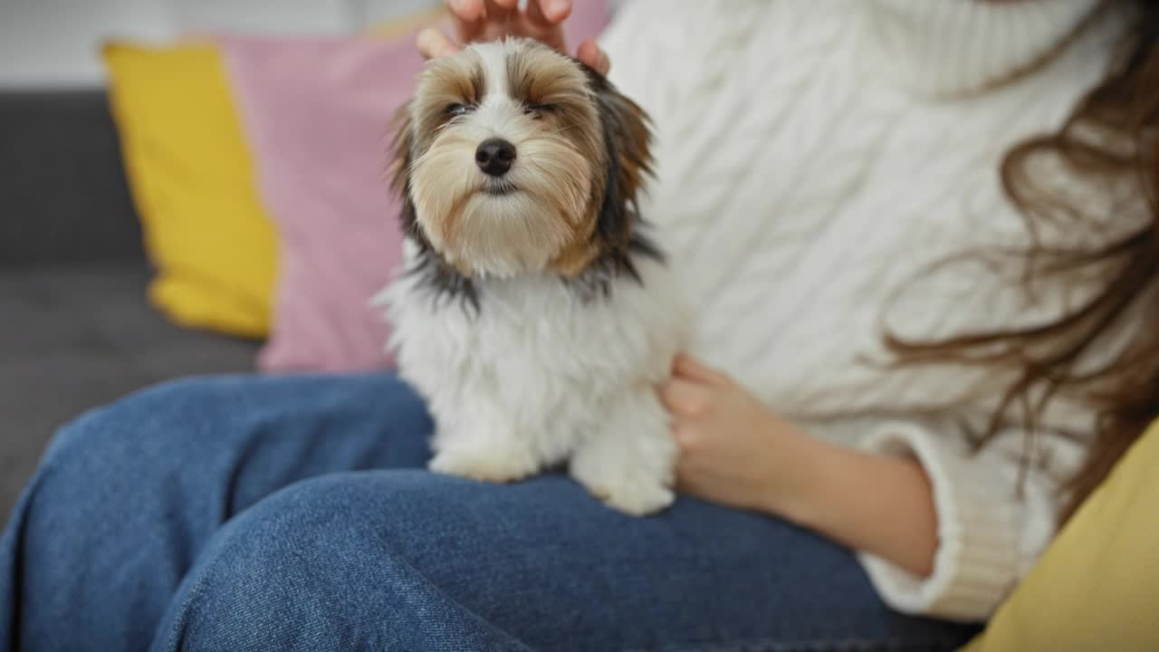 在舒适的客厅里，一位年轻女子抚摸着腿上的一只比维尔约克夏梗犬。视频素材