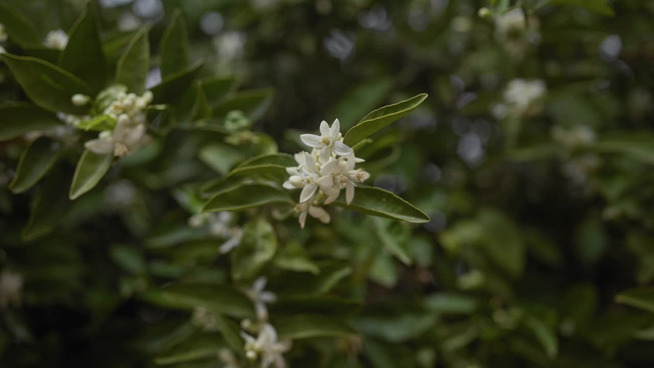 葱郁的柑橘树上芬芳的白橙花特写视频素材