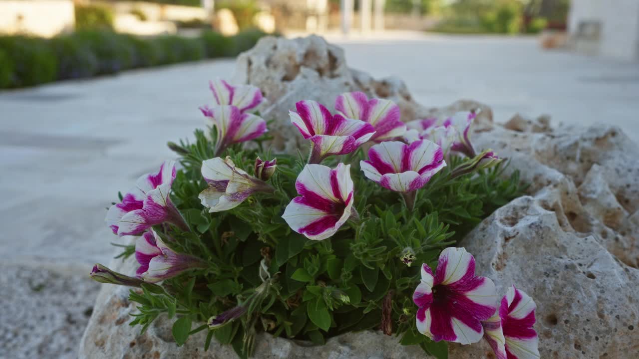 生机勃勃的条纹矮牵牛花生长在普利亚户外，意大利，与岩石背景，捕捉地中海植物的本质在一个石质景观。视频素材