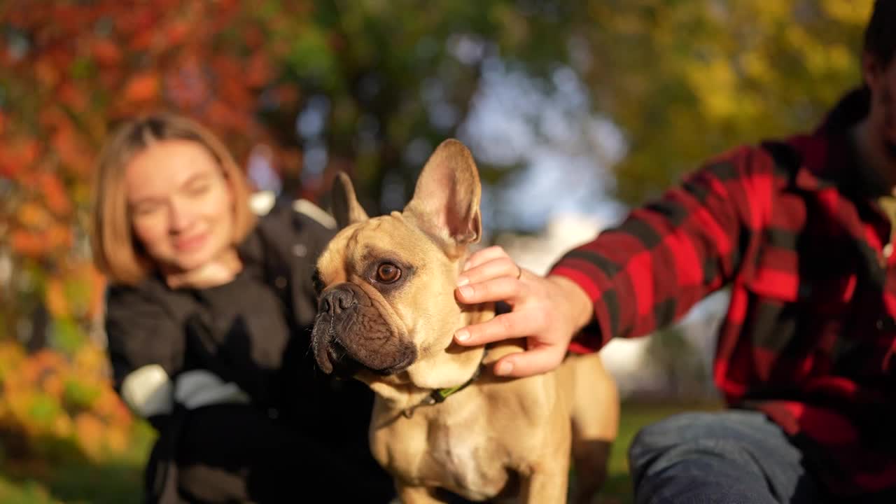 一对年轻夫妇和一只法国斗牛犬在秋天的公园里，周围是五颜六色的树叶和阳光视频素材