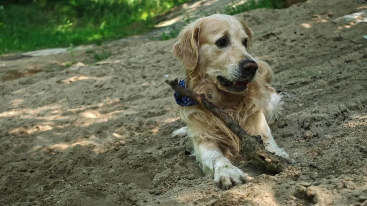 可爱的金毛猎犬在户外视频素材