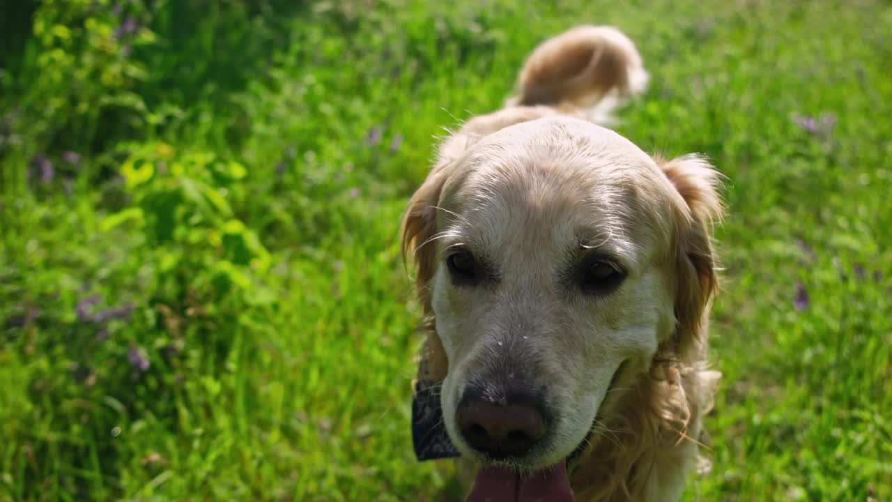 可爱的金毛猎犬在户外视频素材