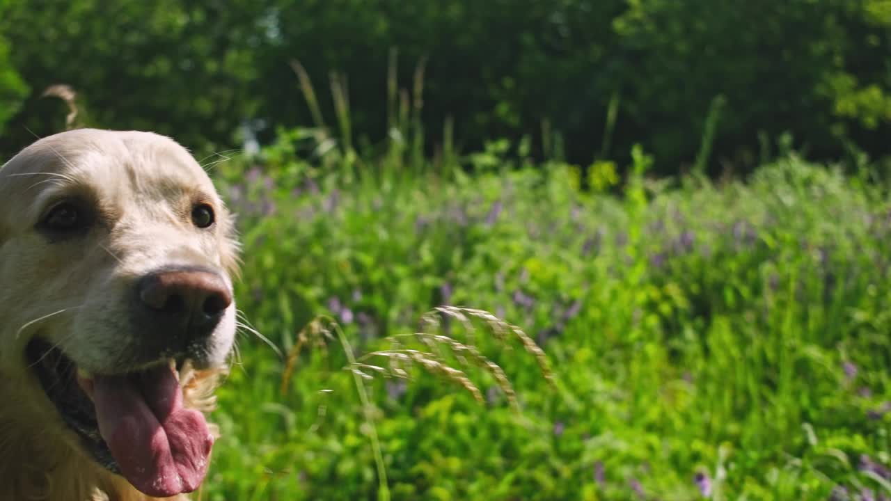 可爱的金毛猎犬在户外视频素材