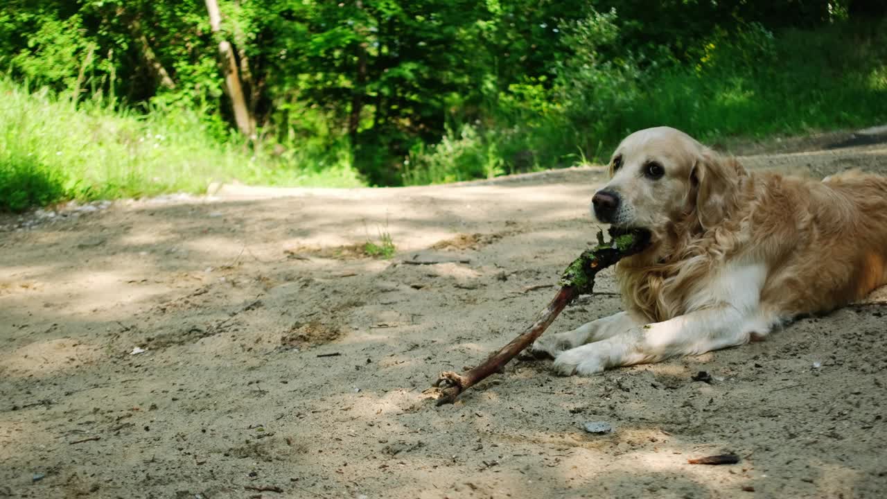 可爱的金毛猎犬在户外视频素材