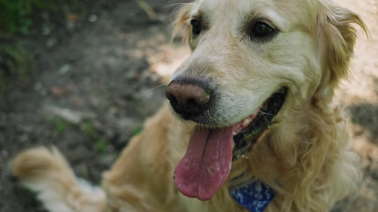 可爱的金毛猎犬在户外视频素材