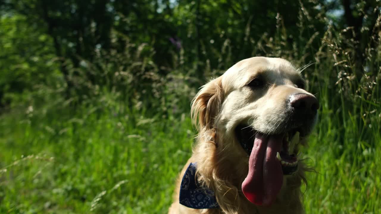 可爱的金毛猎犬在户外视频素材