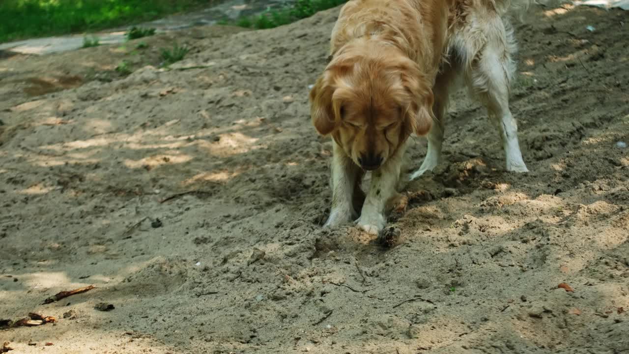 可爱的金毛猎犬在户外视频素材