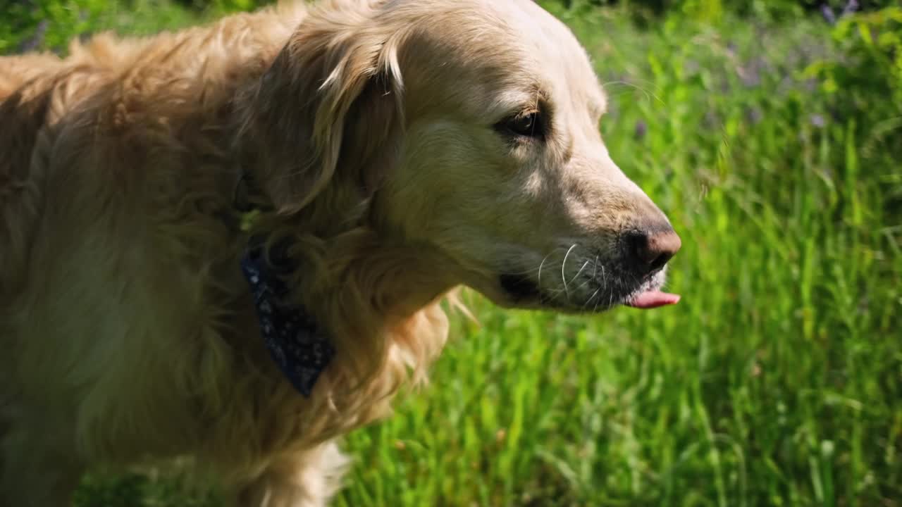 可爱的金毛猎犬在户外视频素材