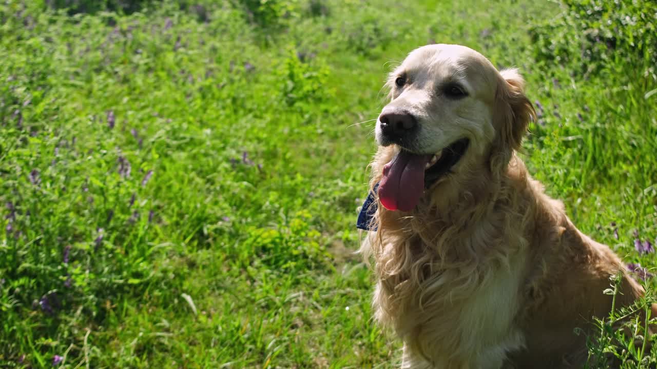 可爱的金毛猎犬在户外视频素材