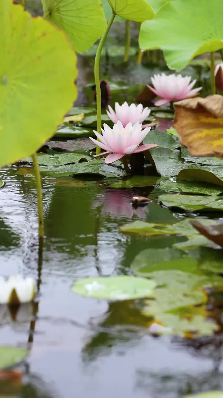 小雨中的睡莲视频素材