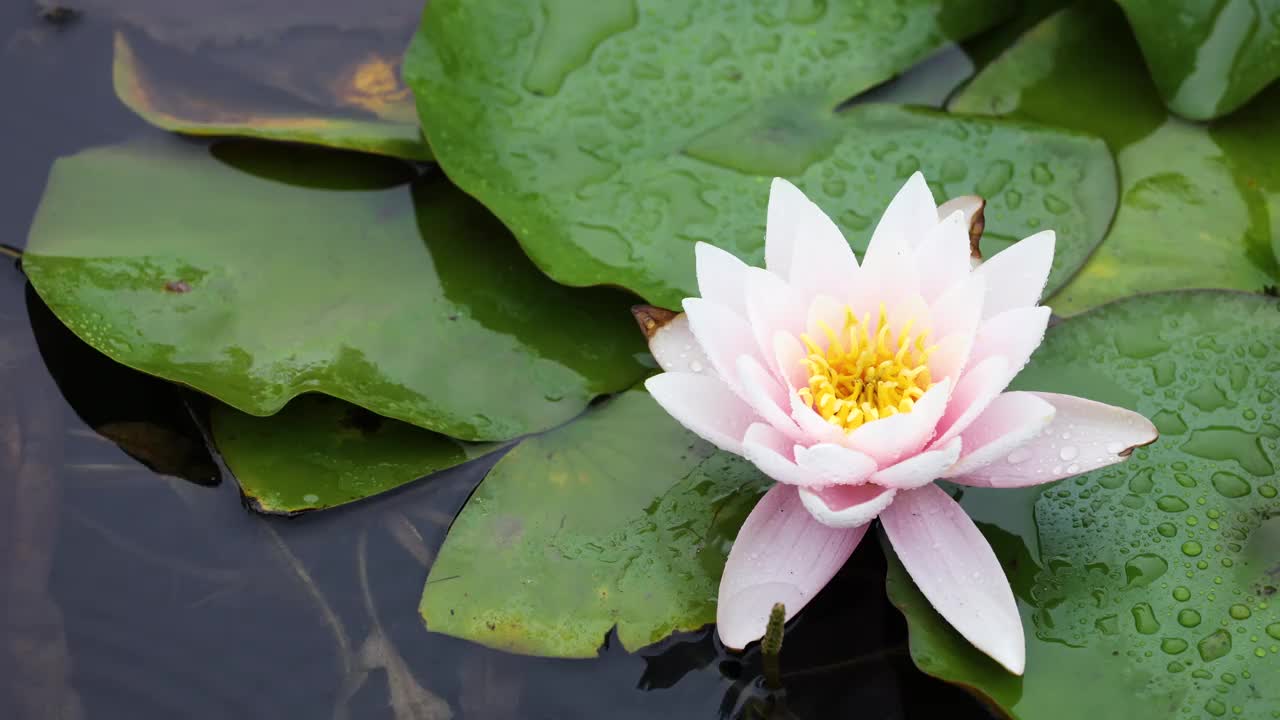 小雨中的睡莲视频素材