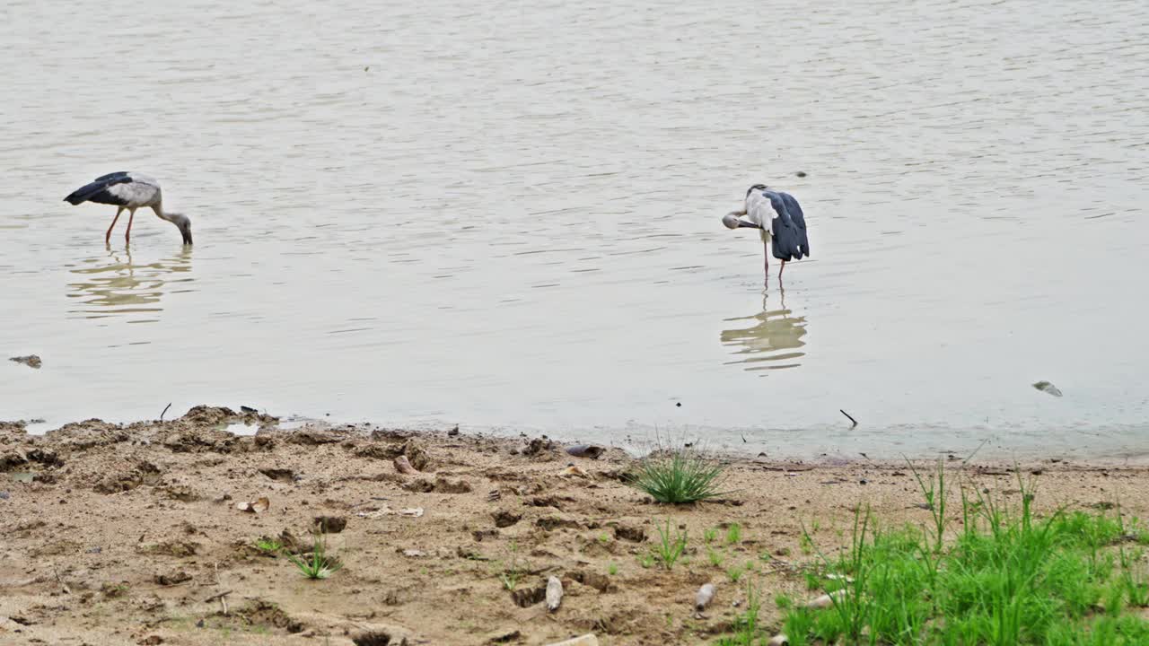 两只灰苍鹭在浅水池塘觅食视频素材