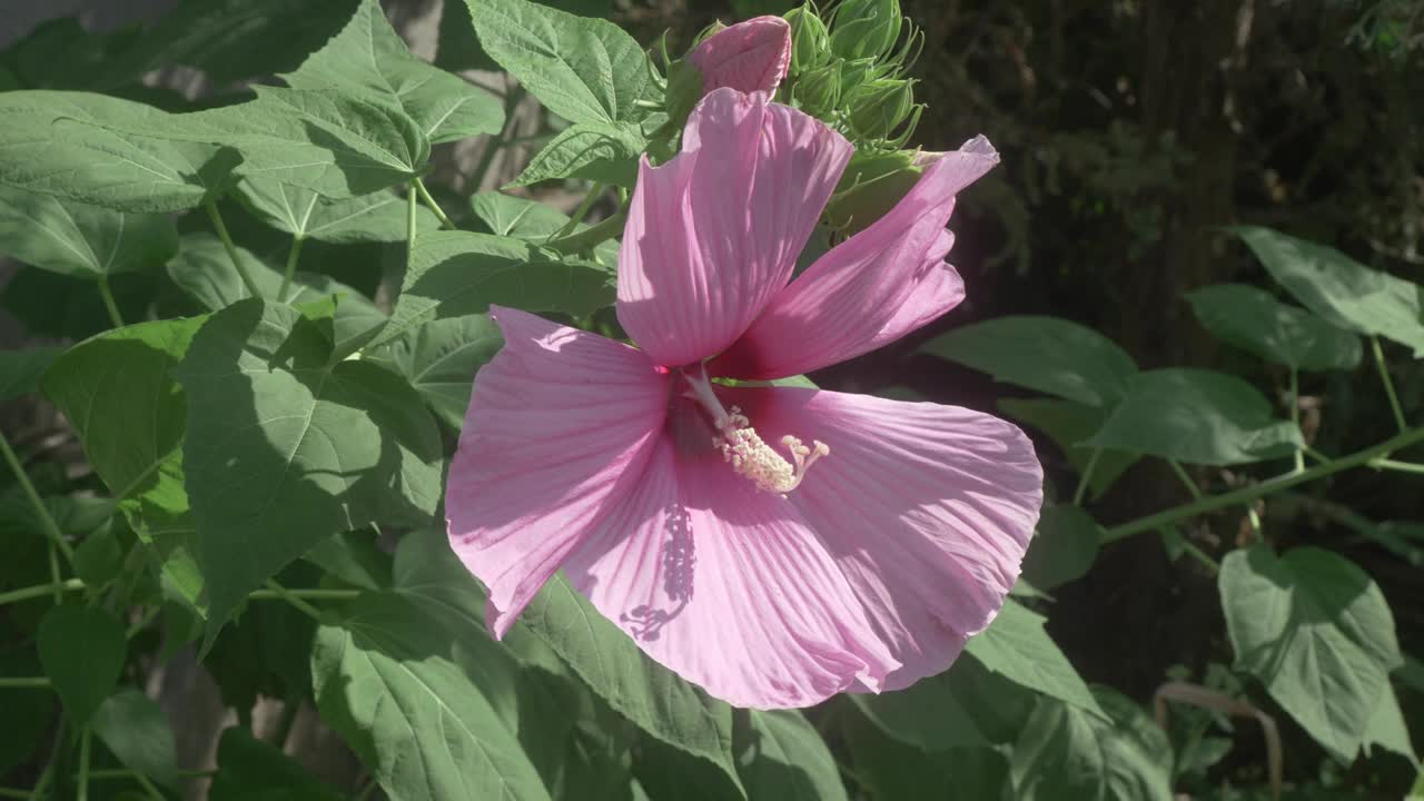 一朵美丽的粉红色芙蓉花盛开，绝对散发出灿烂的活力和生命视频素材