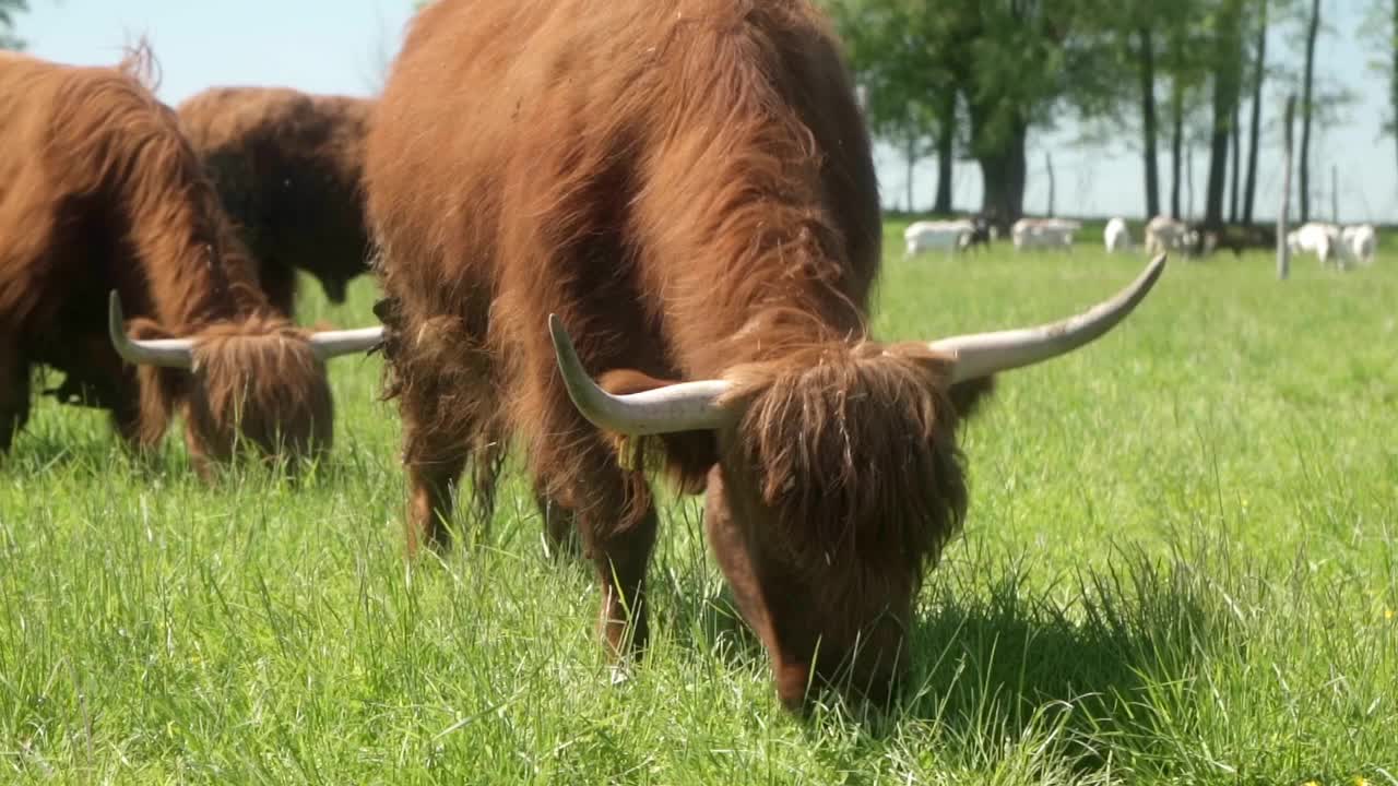 长着耳标、长角和毛茸茸的高地肉牛在牧场上吃草视频素材