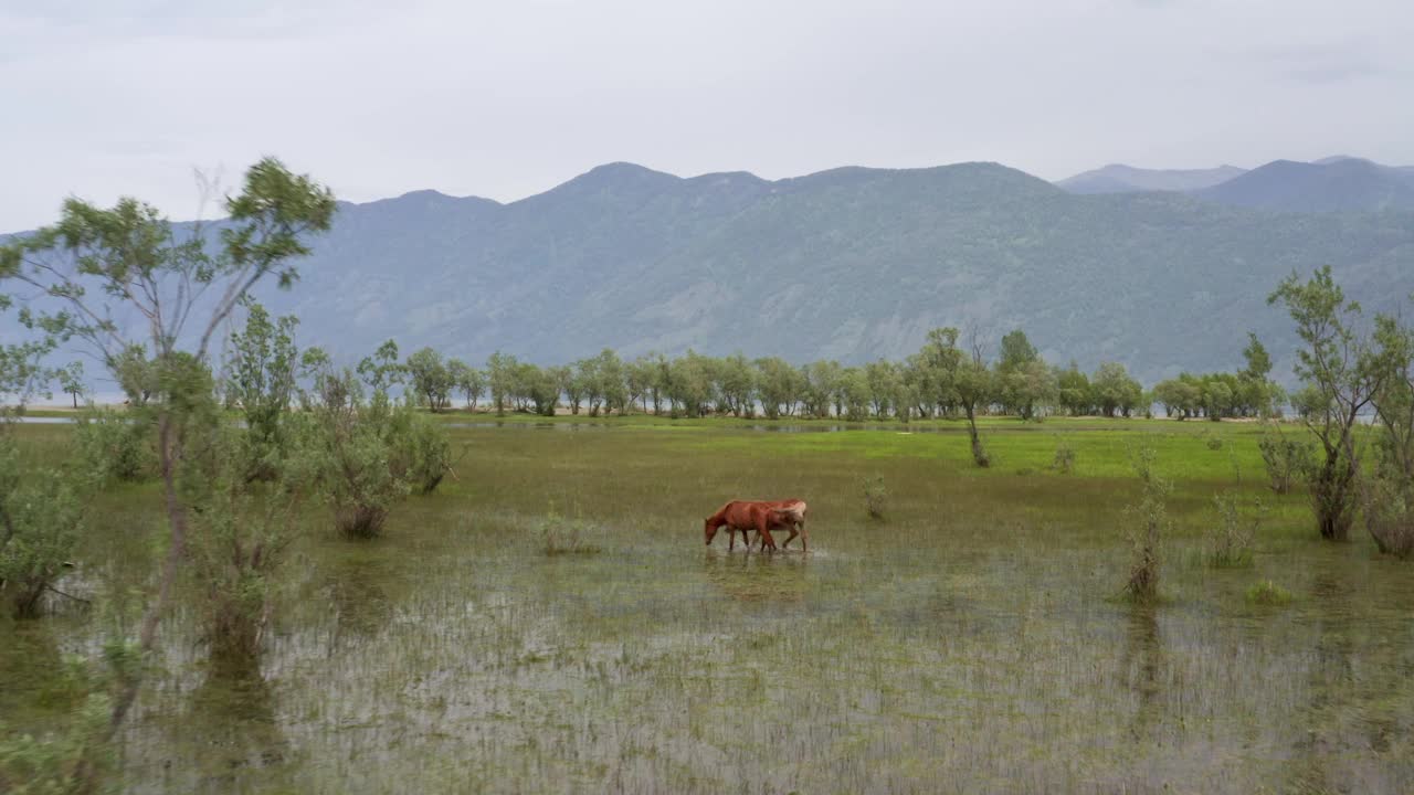 鸟瞰图，两匹成年马在山间湖泊附近的草地上吃草。视频素材