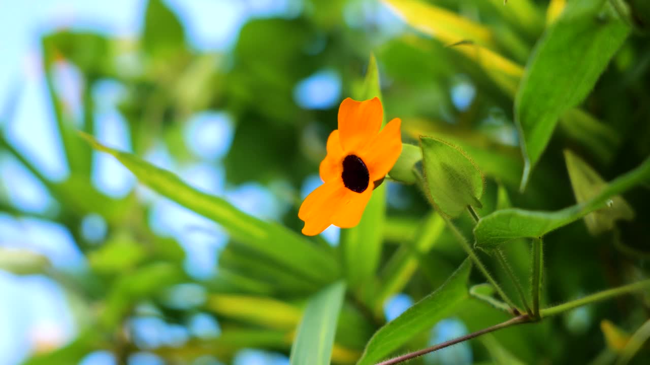 大自然在一个阳光明媚的日子里，有五彩缤纷的花朵、蓝天、绿色的植物、山脉、太阳和潘相机的运动视频下载