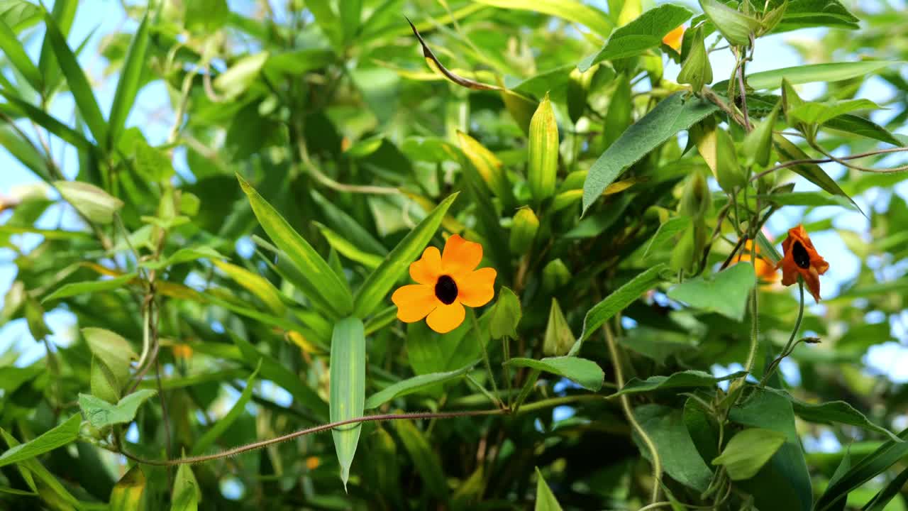 大自然在一个阳光明媚的日子里，有五彩缤纷的花朵、蓝天、绿色的植物、山脉、太阳和潘相机的运动视频下载