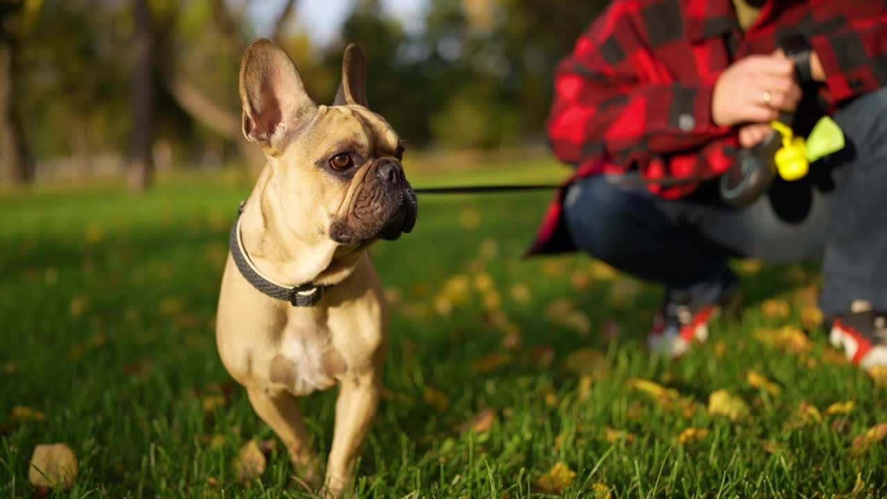 在秋天的公园里，一只法国斗牛犬站在主人旁边，树叶斑斓，拍摄于黄金时刻视频素材