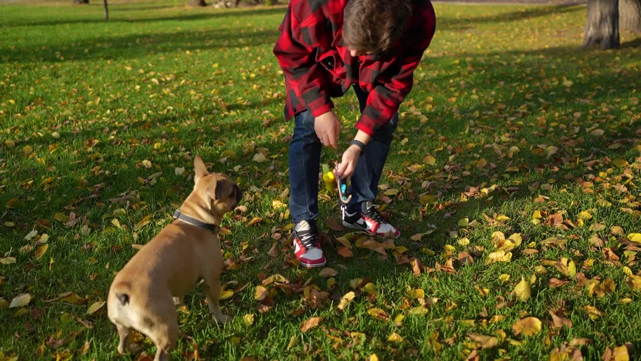 秋天的一天，一名男子正在公园里训练一只法国斗牛犬，享受着户外玩耍的乐趣视频素材