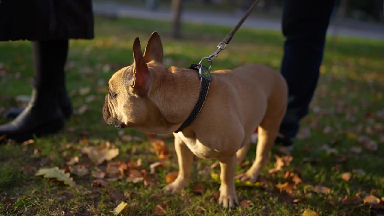 一只法国斗牛犬喜欢在阳光明媚的公园里玩耍，周围是生机勃勃的树木和秋叶视频素材