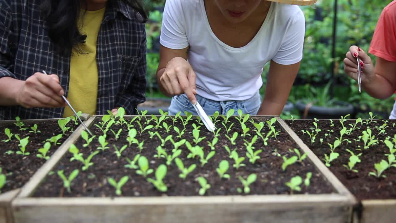 无法辨认的农场工人在木制种子盘里检查幼苗的生长情况视频下载