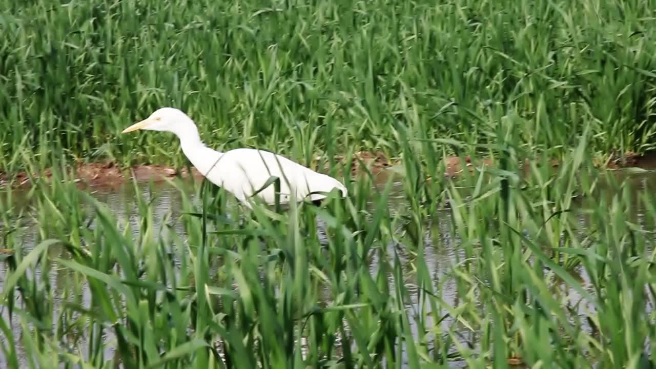 热带鸟类在绿色的田野里漫步视频下载