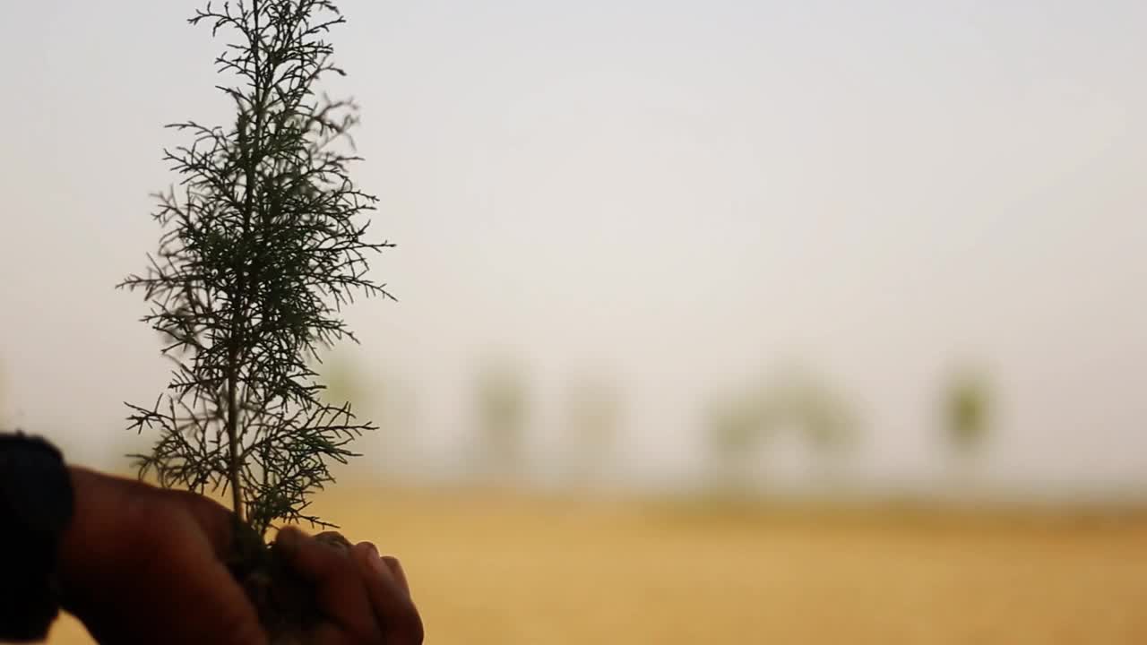 人类用手捧植物，用手保存植物的概念视频下载