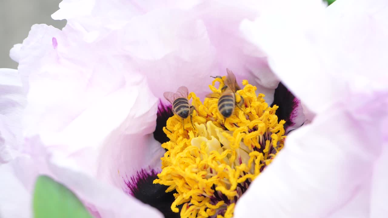 白花是蜜蜂辛勤劳作的舞台视频素材